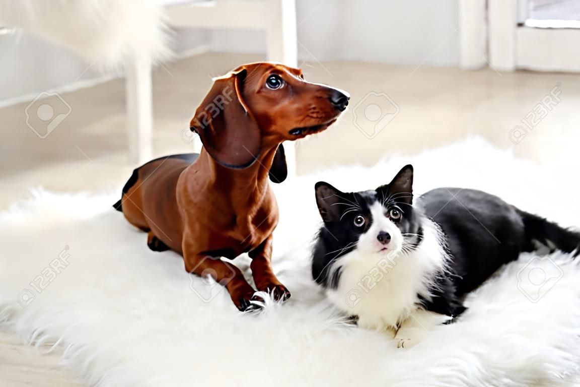 Hermoso gato y perro salchicha en alfombra, interior