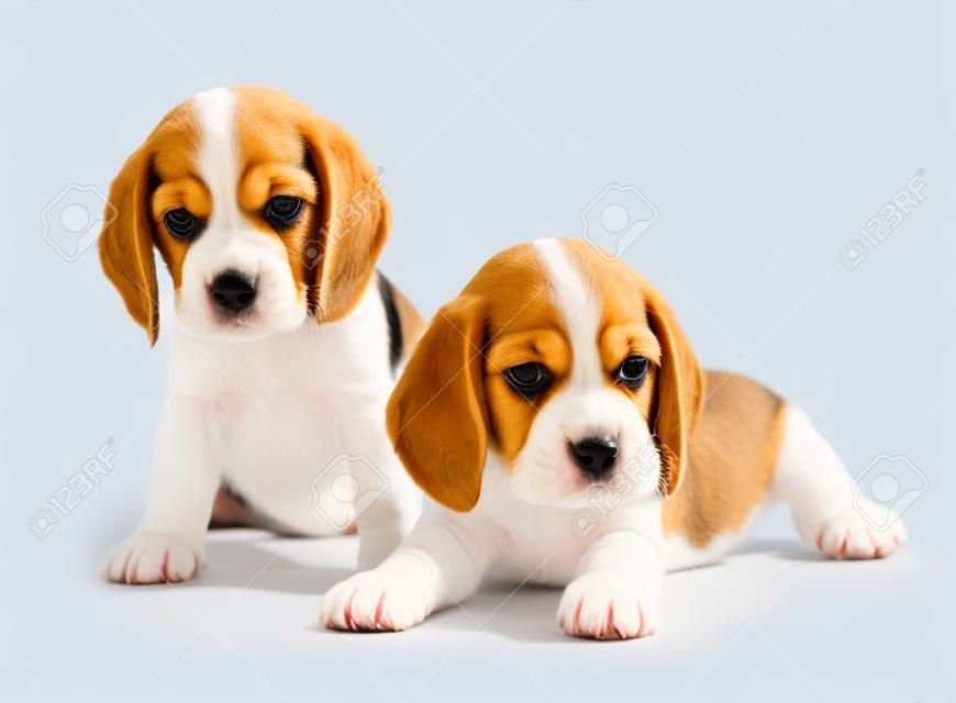 Cute beagle puppies on white background