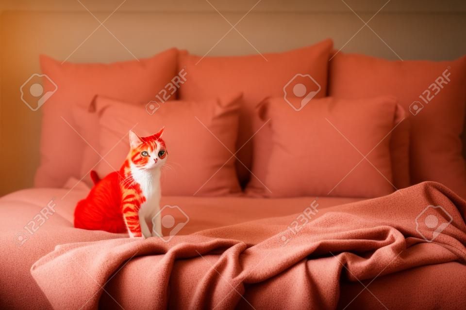 Cute red cat on bed at home