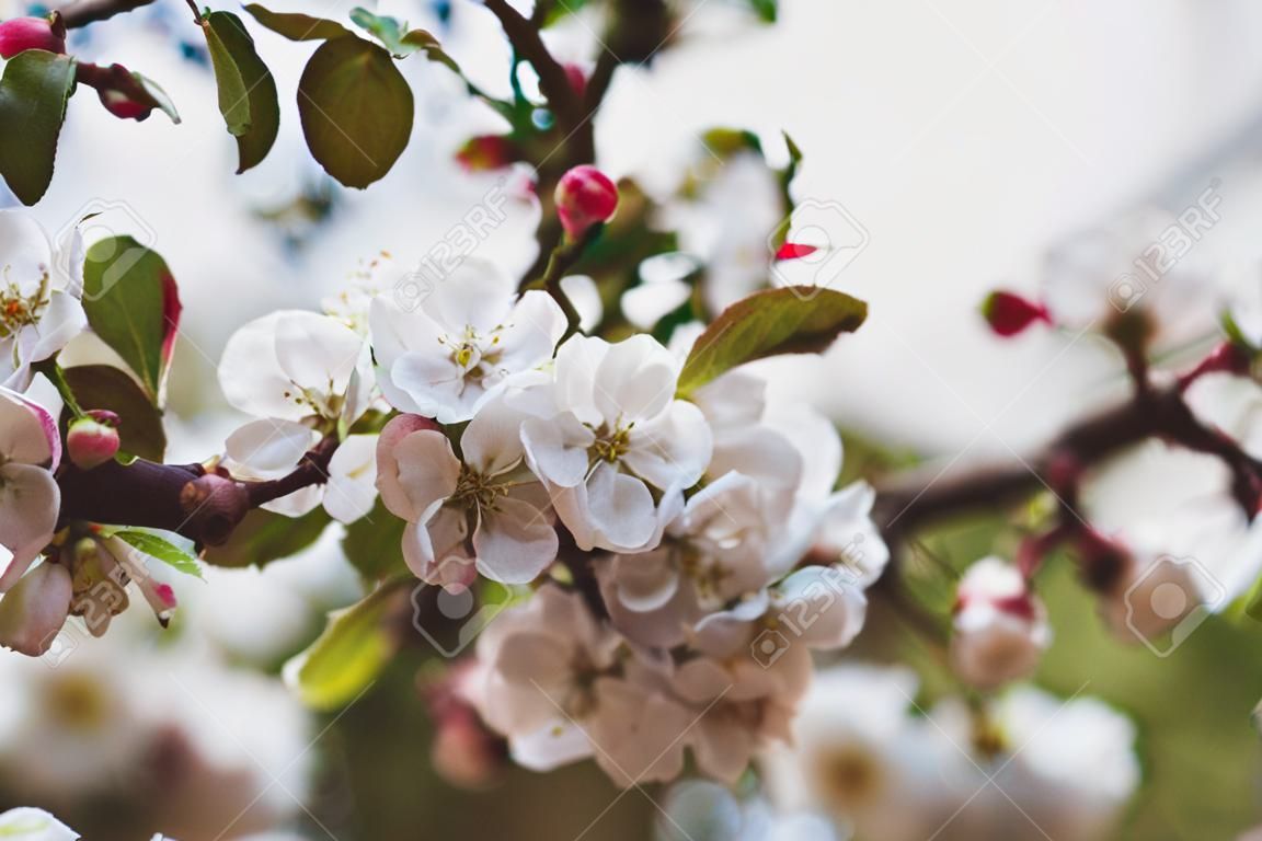 Inflorescences apple tree as natural background. Close-up. Blurred background. Flowering fruit trees. Horizontal photo. Morning soft light. Beautiful awakening of nature. Horizontal photo. Outdoor.