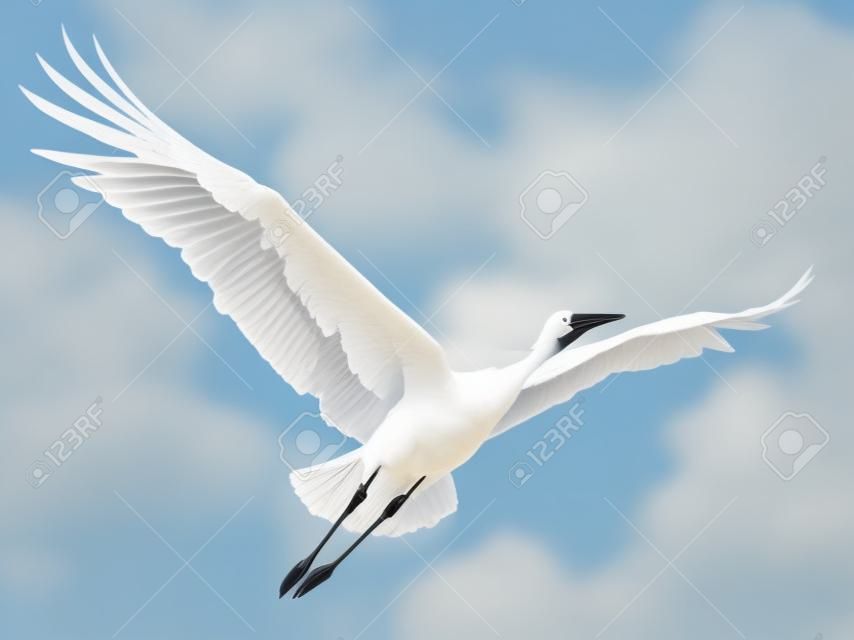 Flying stork isolated on white background                                    