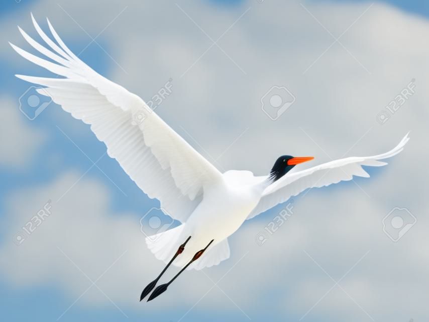 Flying cigüeña aislado sobre fondo blanco