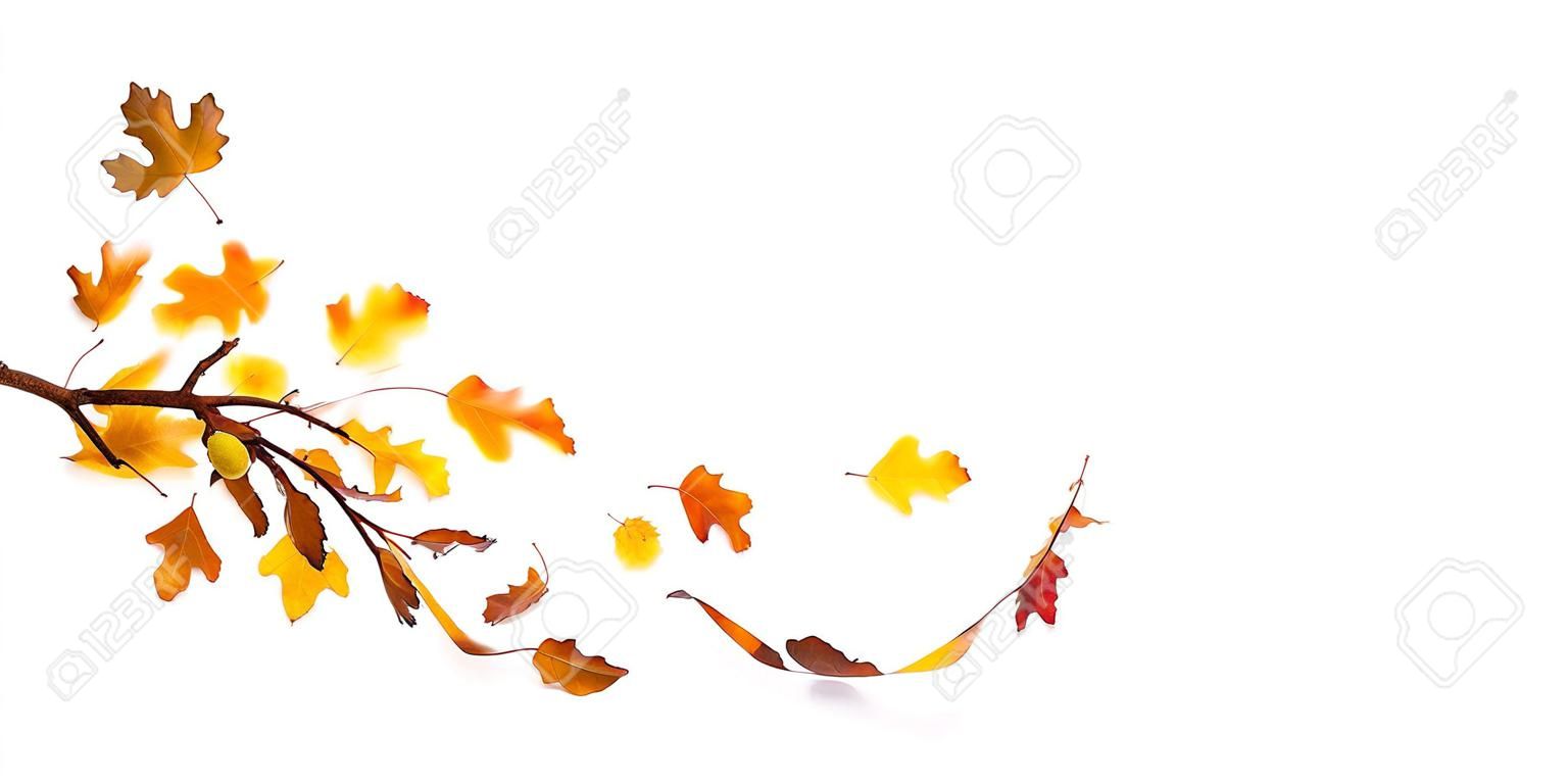 Branch with autumn oak leaves falling down, isolated on white.