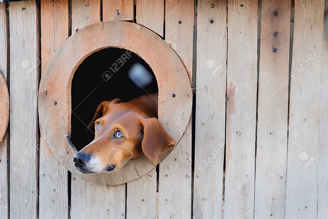 Dog in the booth. Pet on the street. Ginger dog peeks out of the booth. The dog is hiding from the cold.
