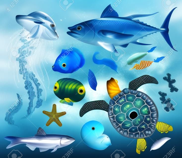 collection of marine animals