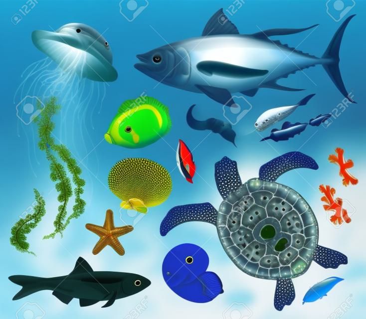 collection of marine animals