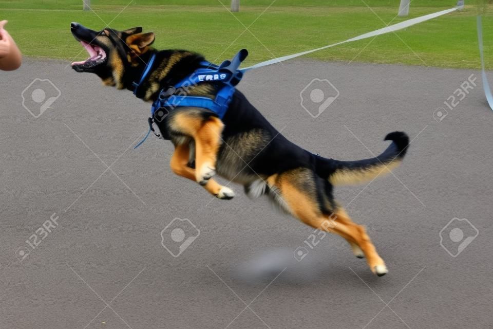 Training a police dog in cynological club. German shepherd dog in action. Dog training course.