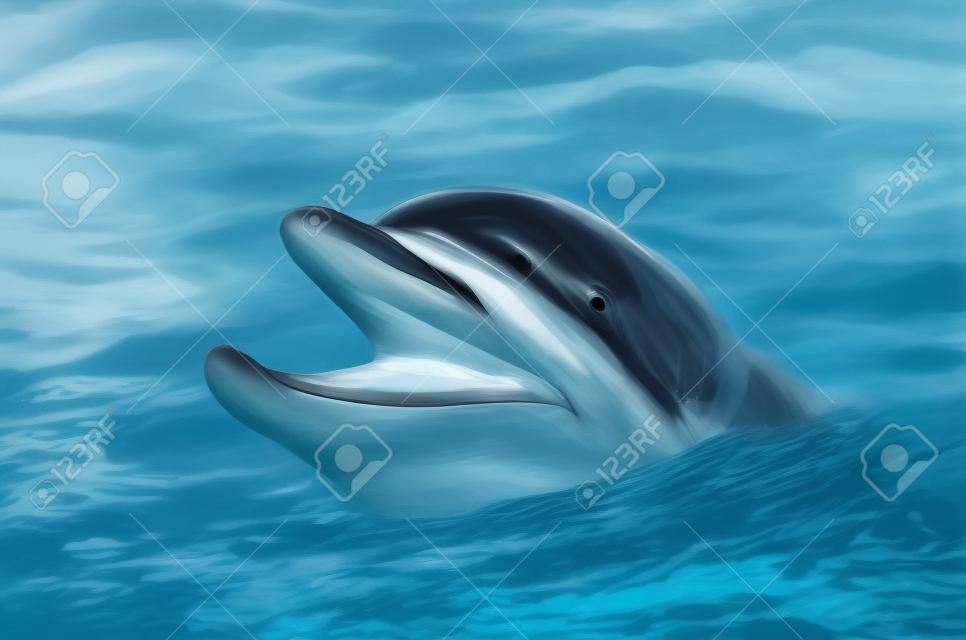 dolphin with the head above water