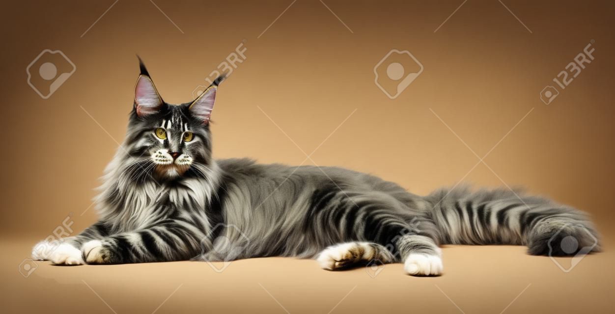 Maine Coon. The largest cat. A big cat. Maine Coon