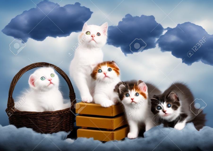 Szkockie kocięta pozują na tle instalacji nieba z białymi chmurami wokół