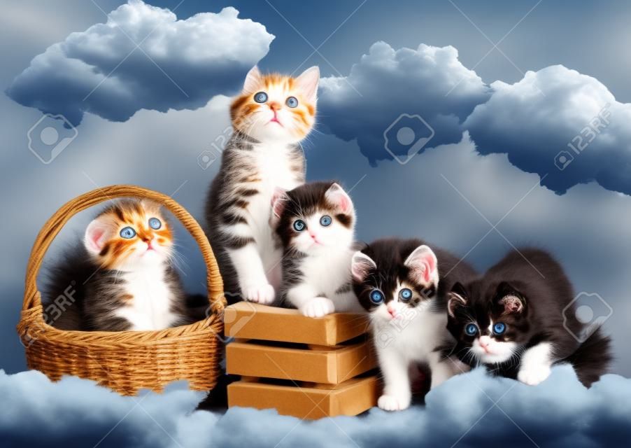 Schottische Kätzchen posieren vor dem Hintergrund der Installation des Himmels mit weißen Wolken herum
