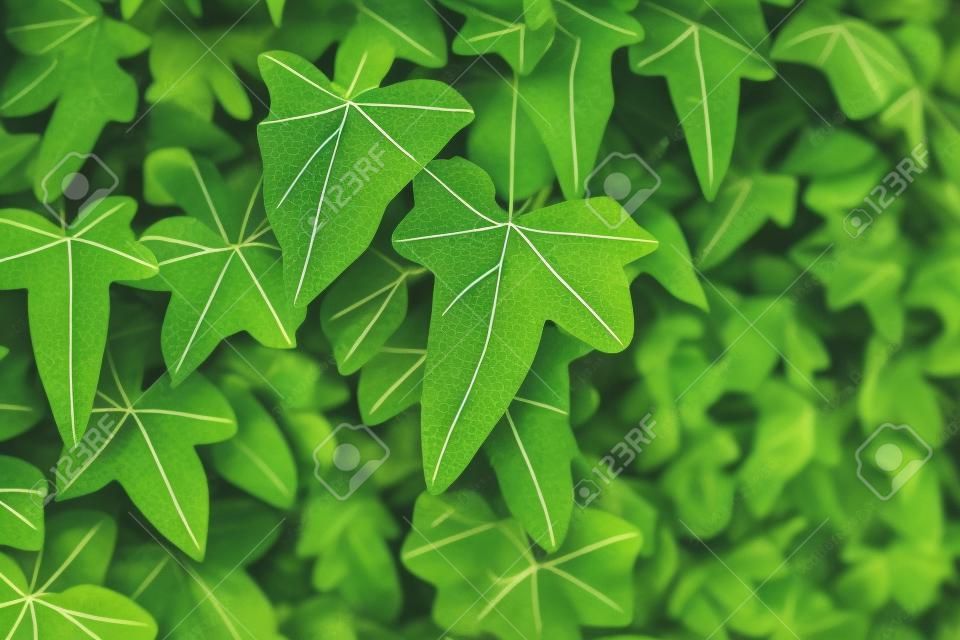 Struttura e priorità bassa delle foglie verdi (Hedera Helix). Vista ravvicinata. pianta del fogliame