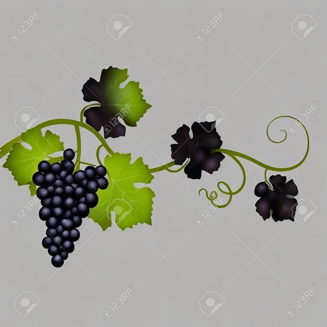 Black grapes on a white background