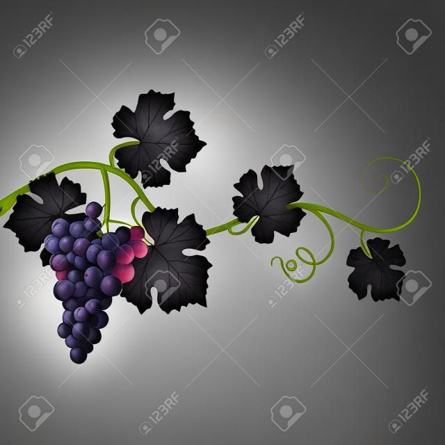 Black grapes on a white background
