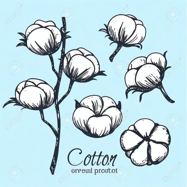 Hand drawn cotton flowers . Vector illustration in sketch style.
