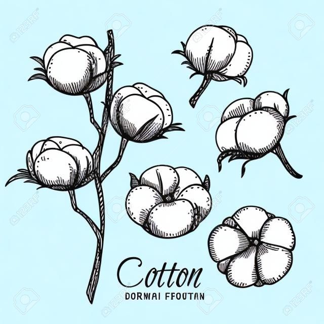 Fleurs de coton dessinés à la main. Illustration vectorielle dans le style de croquis.