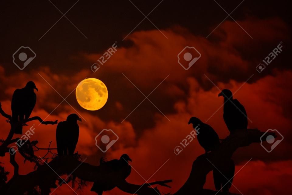 Kilka sępy są postrzegane jako sylwetki przez wschodzącego pełni księżyca przed upiorny niebie czarnym z białymi chmurami