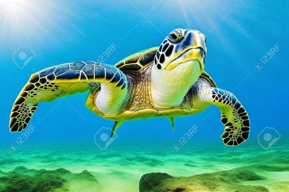 Hawaiian Green Sea Turtle Cruising in the Warm Waters of the Pacific Ocean in Hawaii