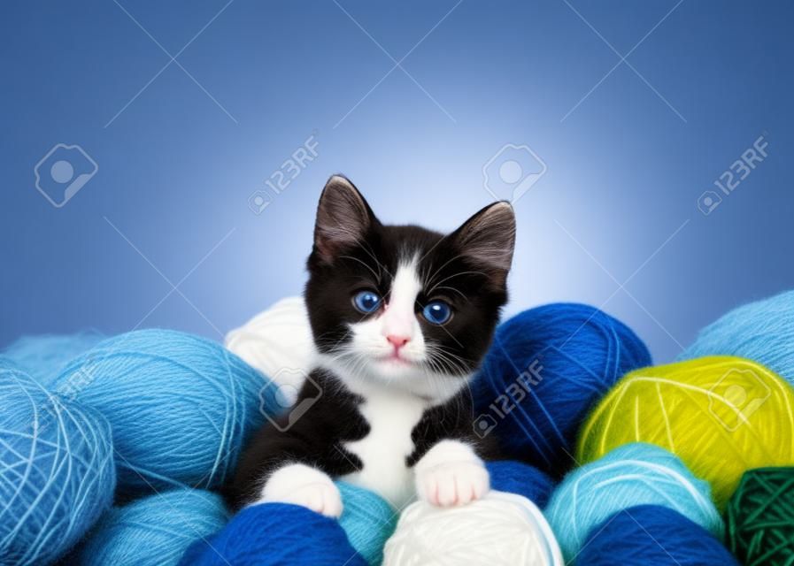 black and white tuxedo kitten sitting in a pile of yarn balls in various colors, looking up at viewer. Vibrant blue background with copy space