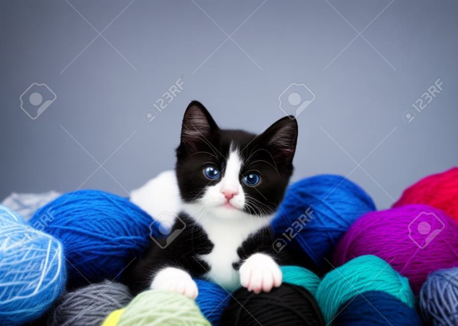black and white tuxedo kitten sitting in a pile of yarn balls in various colors, looking up at viewer. Vibrant blue background with copy space