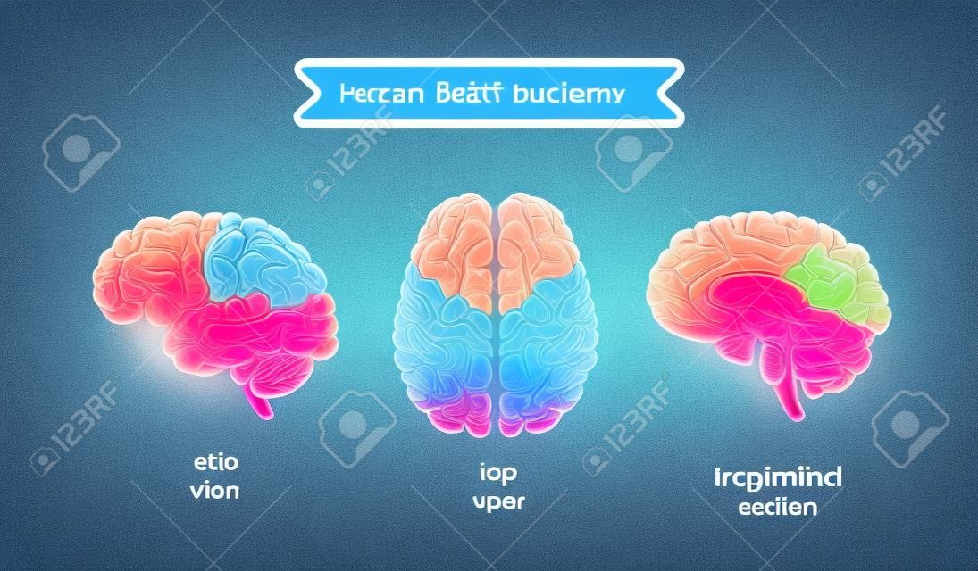 Vector cervello umano vista. Cervello vista dall'alto, vista laterale e la sezione. Illustrazione del cervello umano per la progettazione medica, educatin o logo design. recolor facile. Vector cervello umano. Logo del cervello.