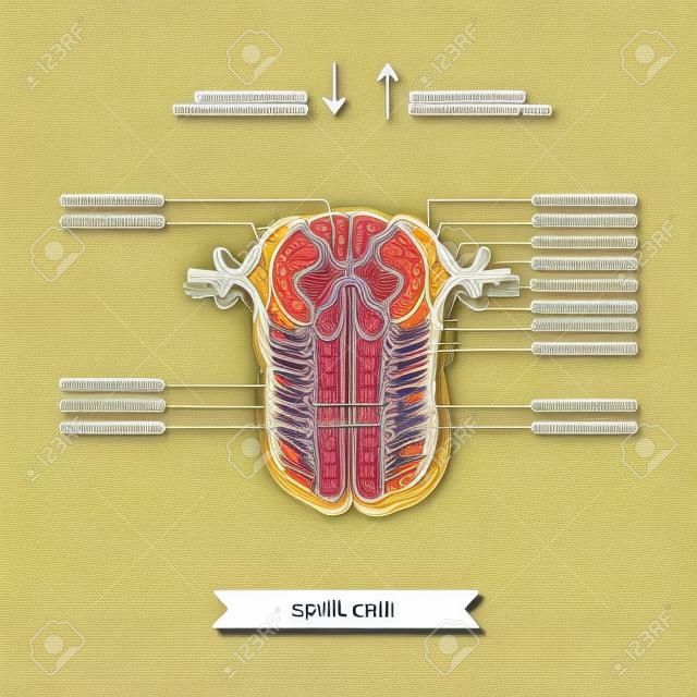 Cross section of spinal cord. Central nervous system.  Vector spinal cord. Spinal Reflex Arc. Vector medical illustration. Major nerve columns and tracts of spinal cord.