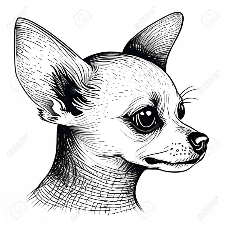 Monochrome portrait head chihuahua dog puppy pet animal sketch vector.
