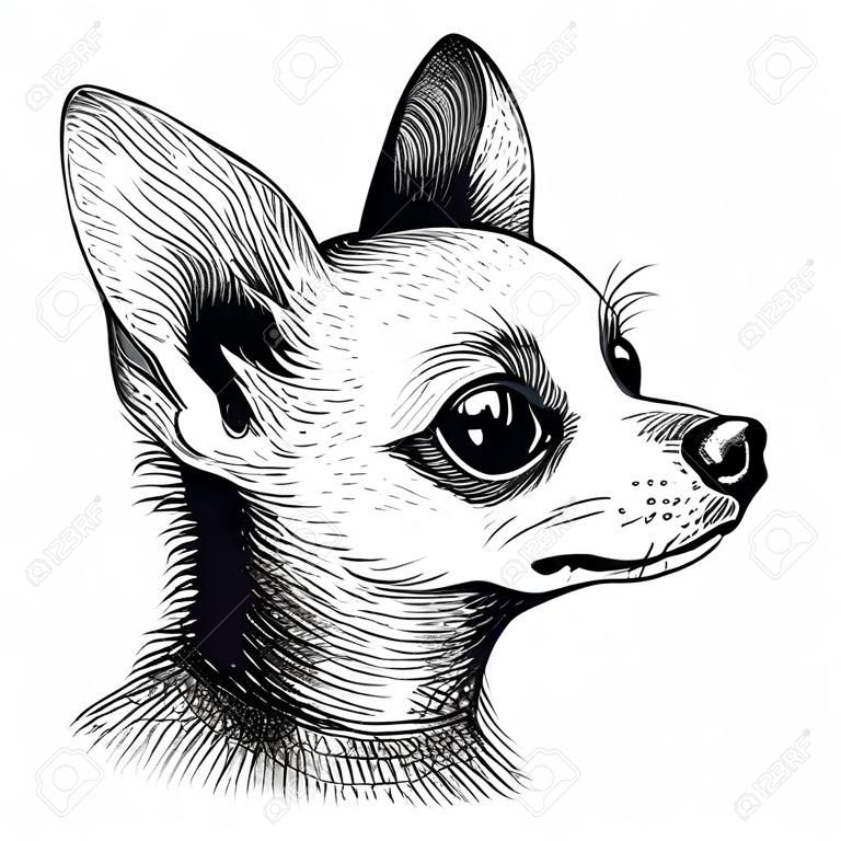 Siyah beyaz portre kafası chihuahua köpek yavrusu hayvan hayvan kroki vektör.