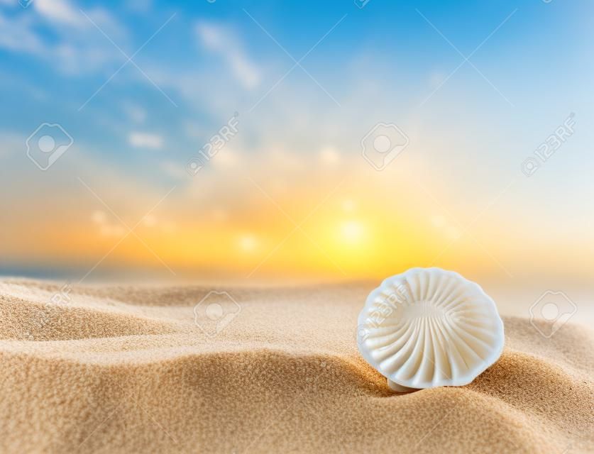 Shell en una playa de arena