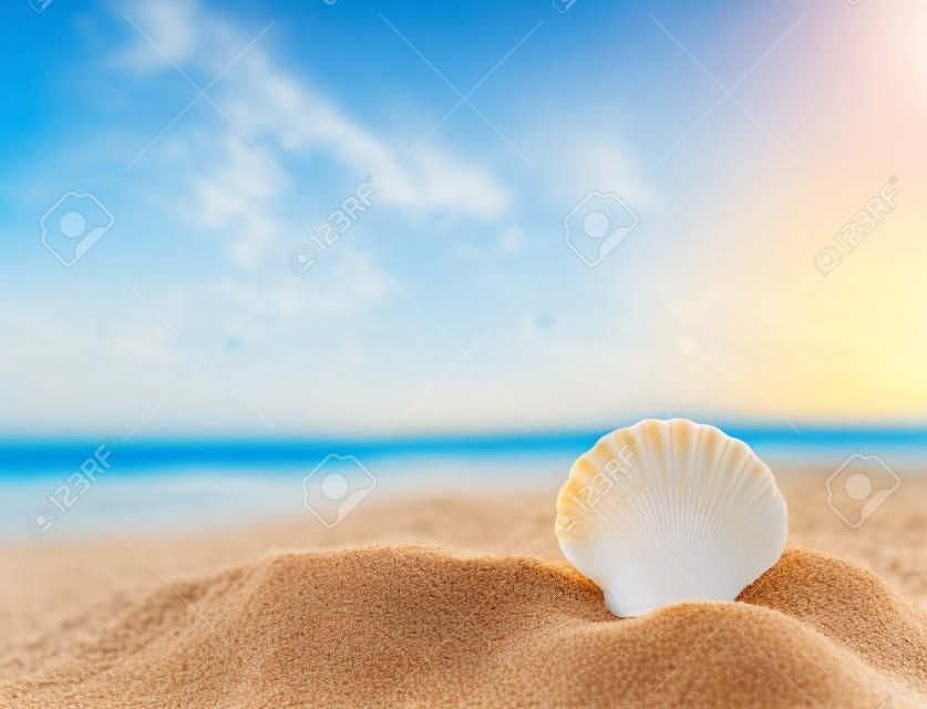 Shell en una playa de arena