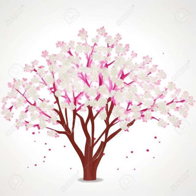Sakura blossom - Japanese cherry tree, isolated on white background