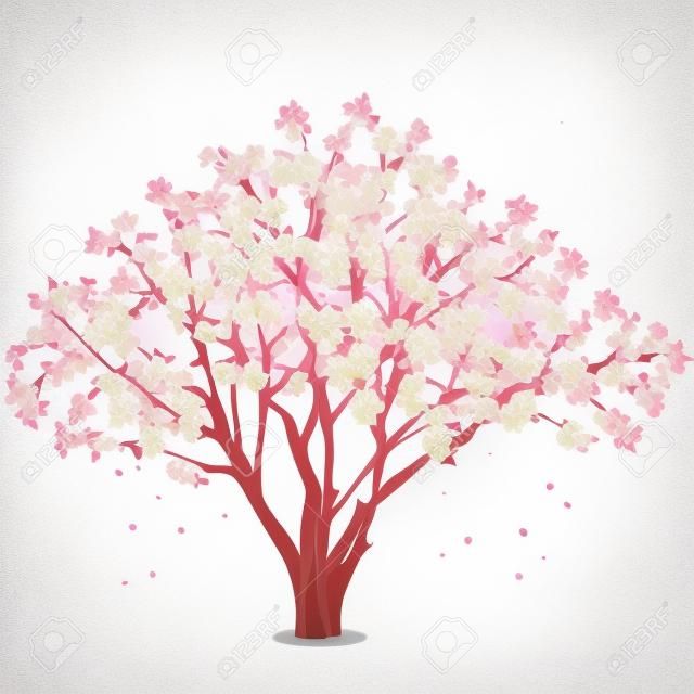 Sakura virág - japán cseresznyefa, elszigetelt fehér háttér