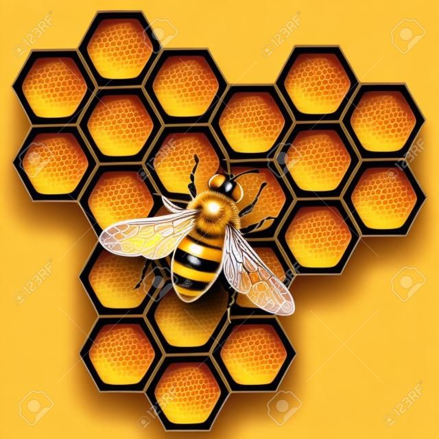 3d realista ilustração vetorial. Fundo de mel com abelha Trabalhando em um pedaço de favo de mel