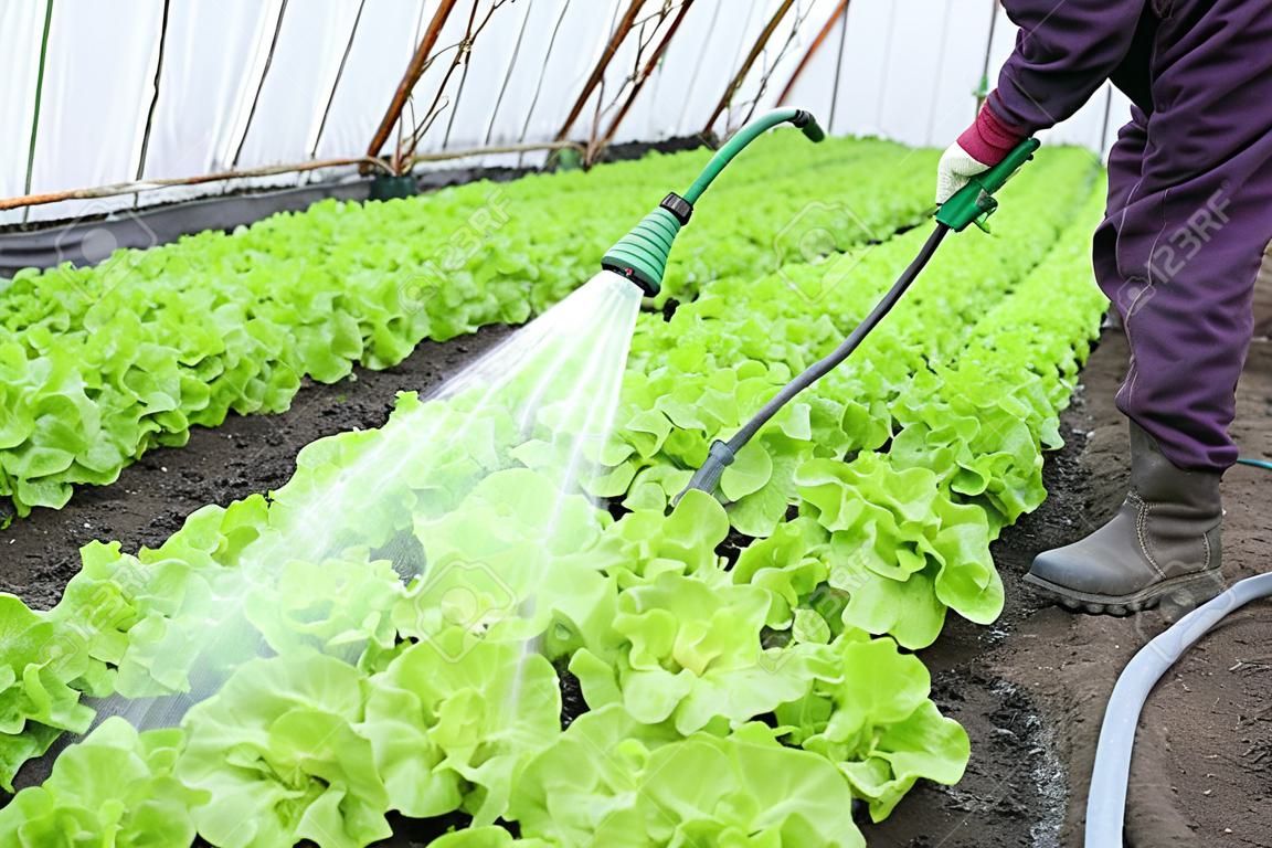 Watering of fresh lettuce in a greenhouse 