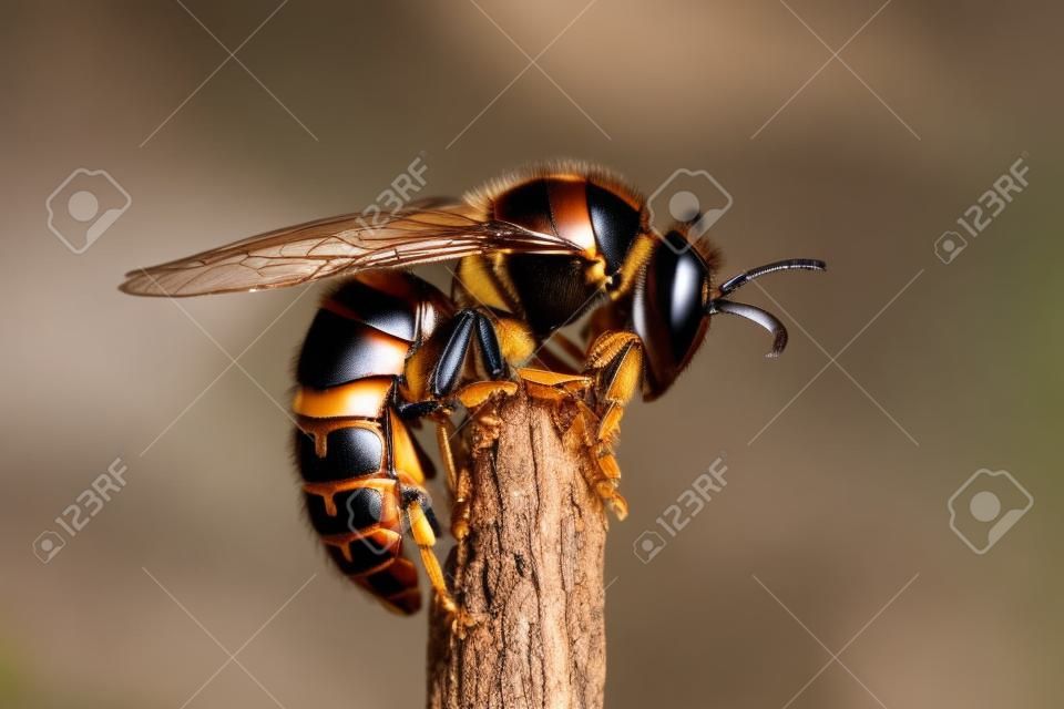 European hornet (Vespa crabro) is the largest eusocial wasp in Europe