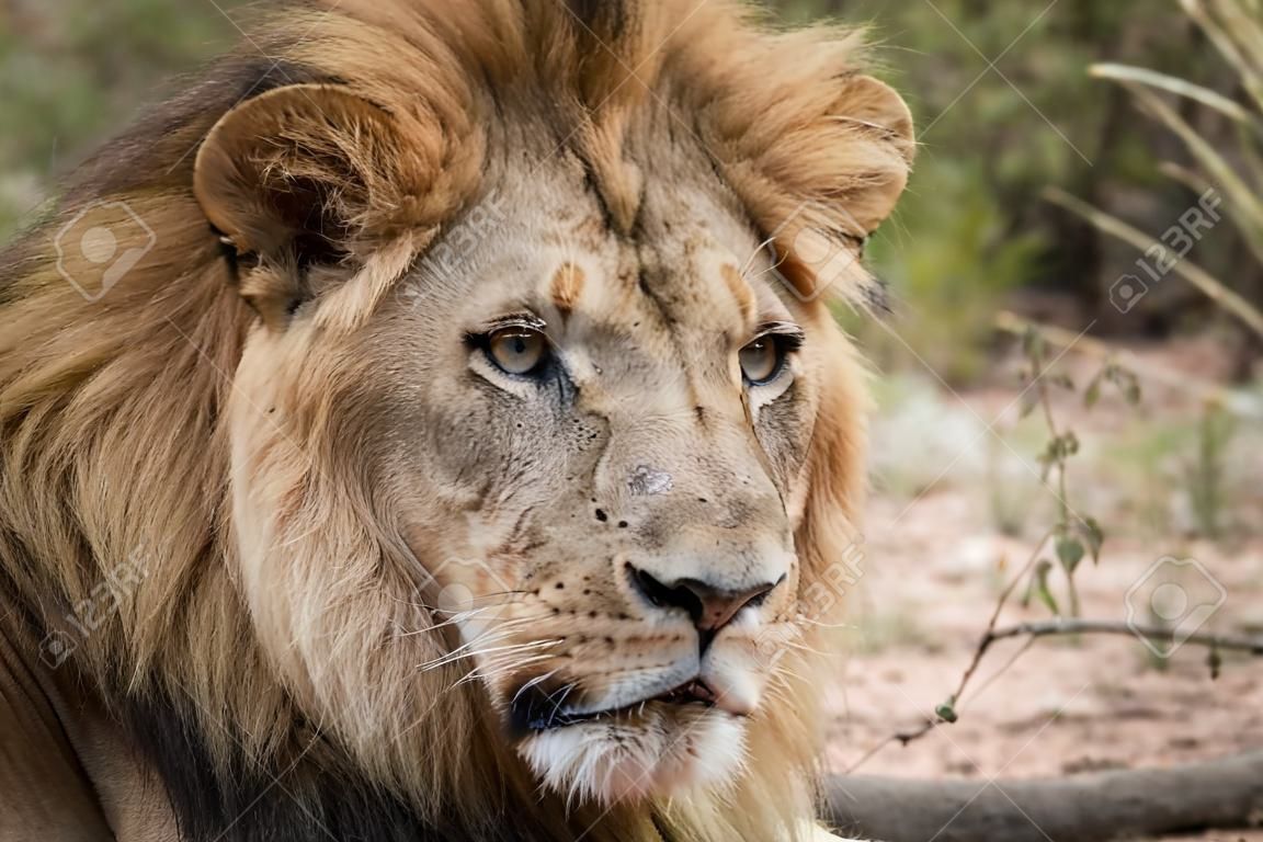 Starring Lion in the Kruger National Park, South Africa.