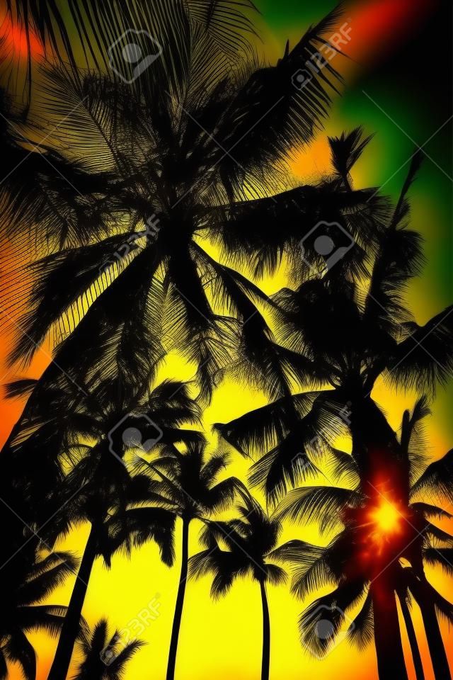 silueta del árbol de palma - Filtro de efecto vintage y efecto de filtro de fugas de luz