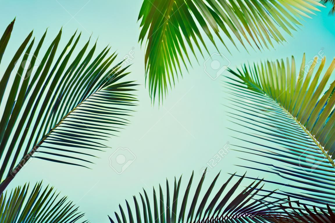 Coconut palm tree under blue sky. Vintage background. Travel card. Retro toned. Soft focus