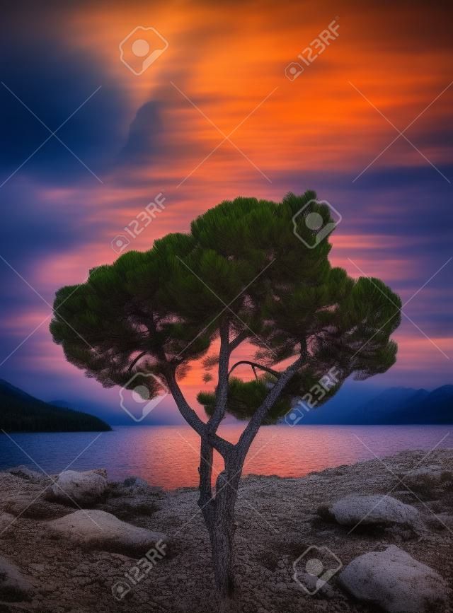 Stone pine tree standing alone near water of lake against dramatic sky in warm sunset light, background concept with copy space