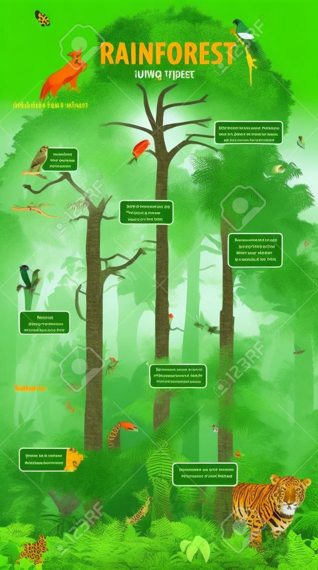 Dschungel Regenwald Reiseinfografik mit verschiedenen Tieren