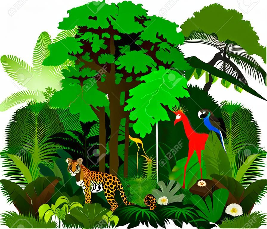 Rainforest иллюстрации. Зеленый Тропический лес джунгли