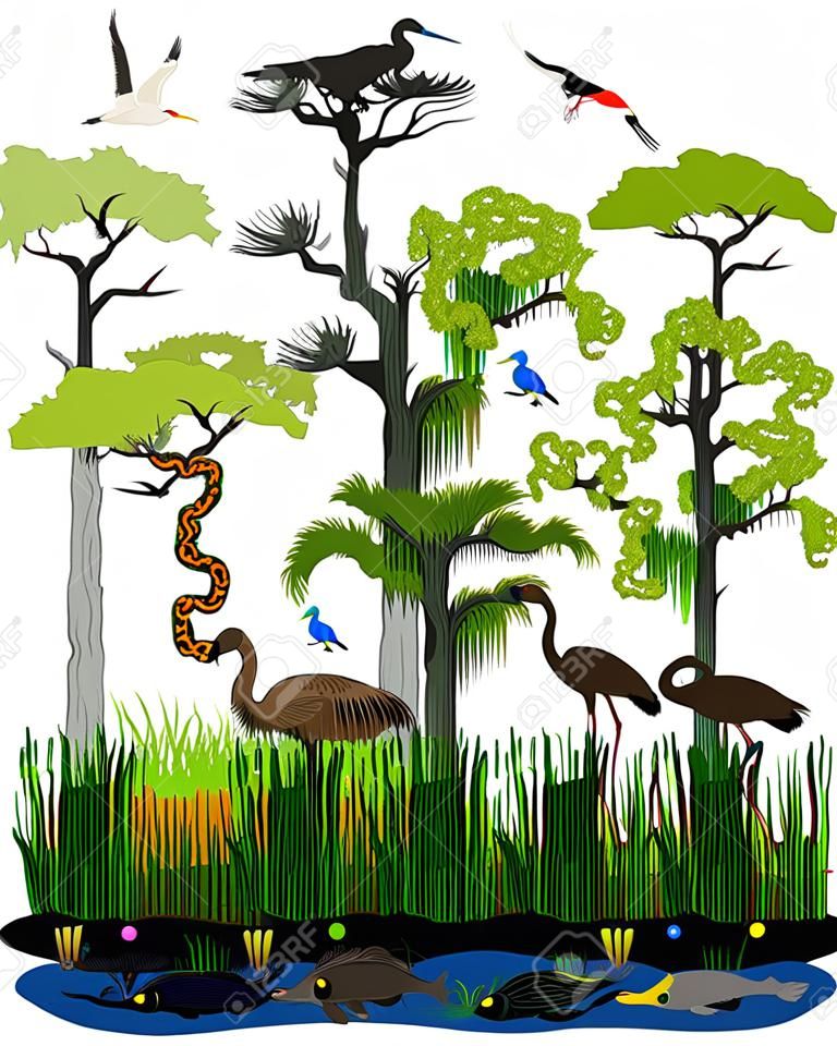 Vector Feuchtgebiet oder Florida Everglades Landschaft mit verschiedenen Feuchttieren Tiere