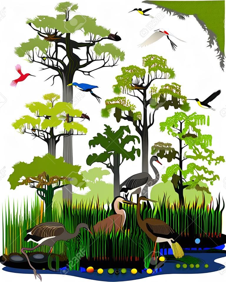 Vector wetland or Florida Everglades landscape with different wetland animals