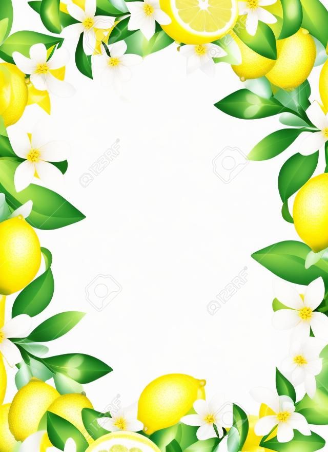 Szablon karty, rama ręcznie rysowane kwitnące gałęzie drzewa cytrynowego, kwiaty i cytryny na białym