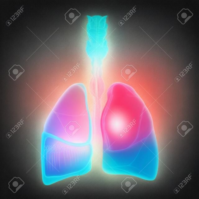Struttura medica dei polmoni umani. Delineare l'illustrazione vettoriale dell'anatomia dell'organo della parte del corpo in stile art linea 3d su sfondo astratto al neon
