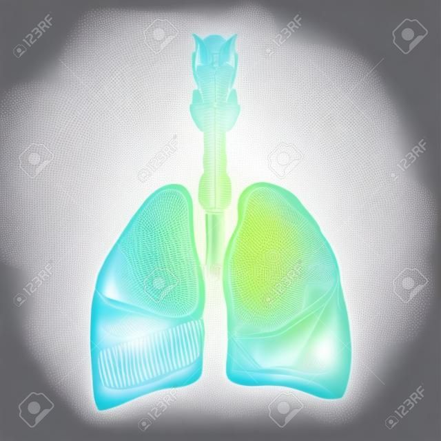 人間の肺の医療構造。ネオンの抽象的な背景に3d線画スタイルで体の部分の臓器の解剖学のベクトル図を概説します。