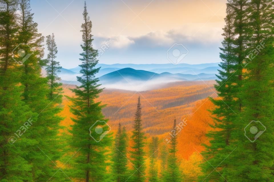 Prachtig herfstlandschap vanaf hoog punt in Altai bergen met dennenbomen op de voorgrond en heuvels overgroeid met bos in mistige achtergrond, Rusland, Manzherok district