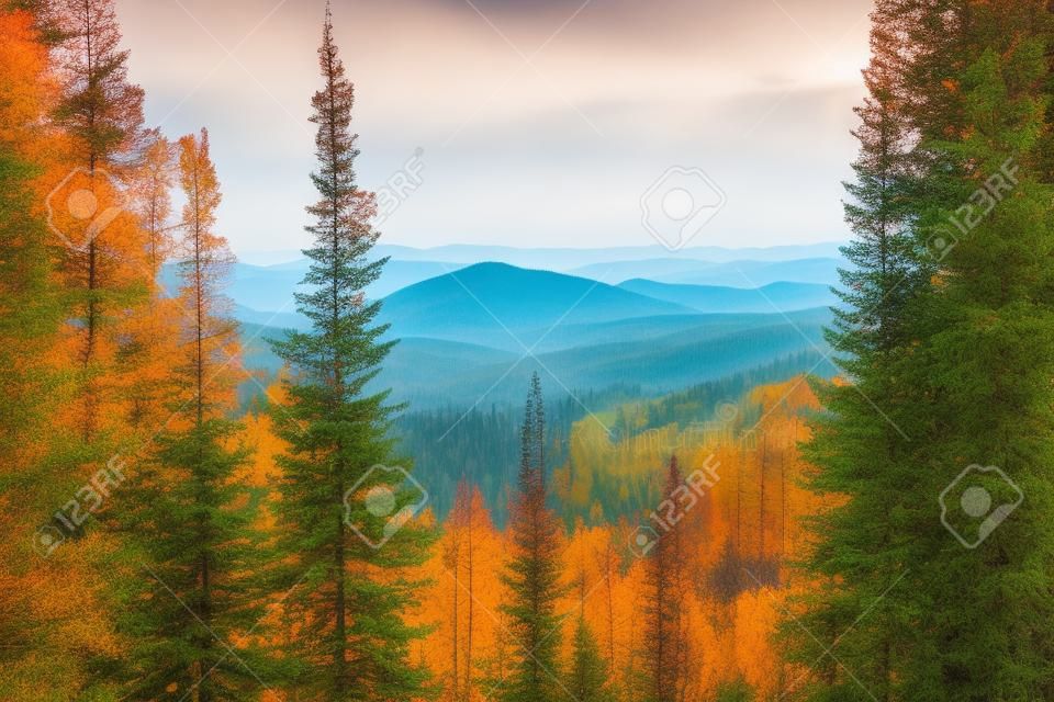 Prachtig herfstlandschap vanaf hoog punt in Altai bergen met dennenbomen op de voorgrond en heuvels overgroeid met bos in mistige achtergrond, Rusland, Manzherok district