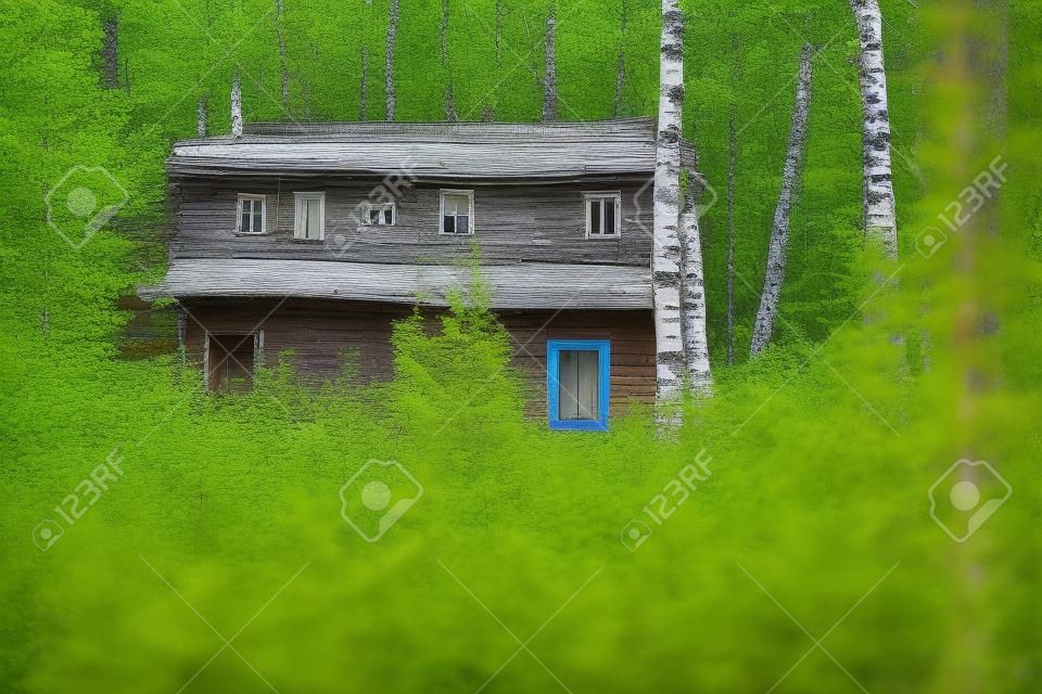 An old partially abandoned wooden house with two different facades: one with a thick log and another with rack coating, in a birch forest surrounded by trees and grasses, Novosibirsk, Russia