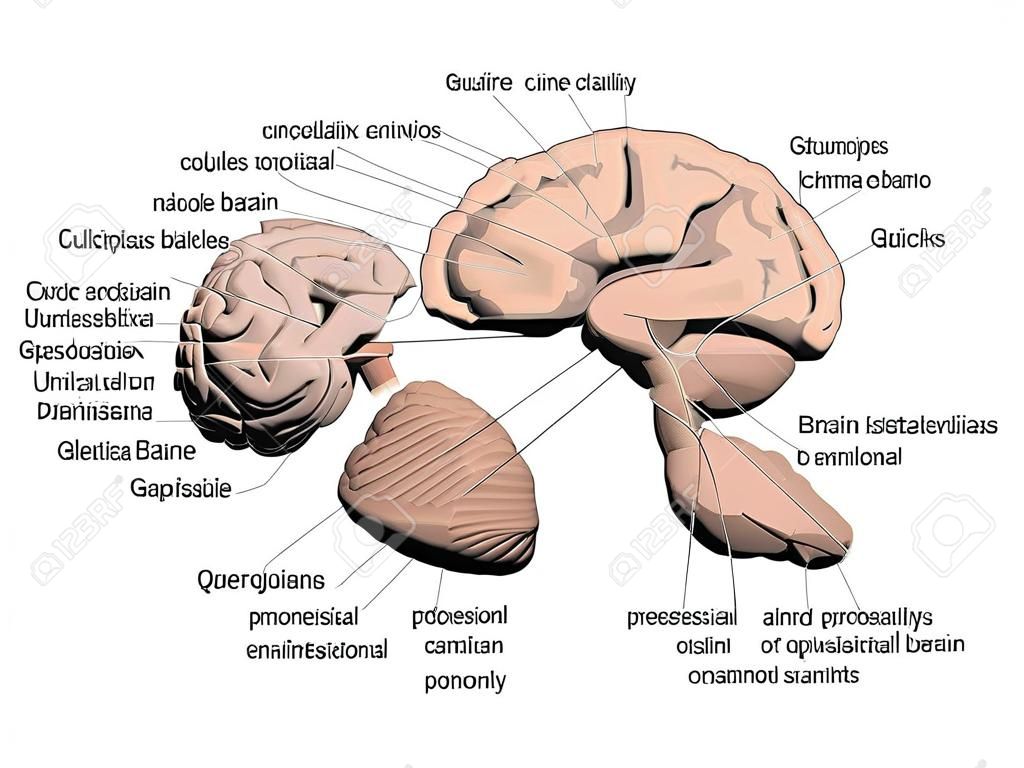 Structure of the human brain. All names that make up the brain are signed. The human brain is divided into several basic parts. 3D. Vector illustration.